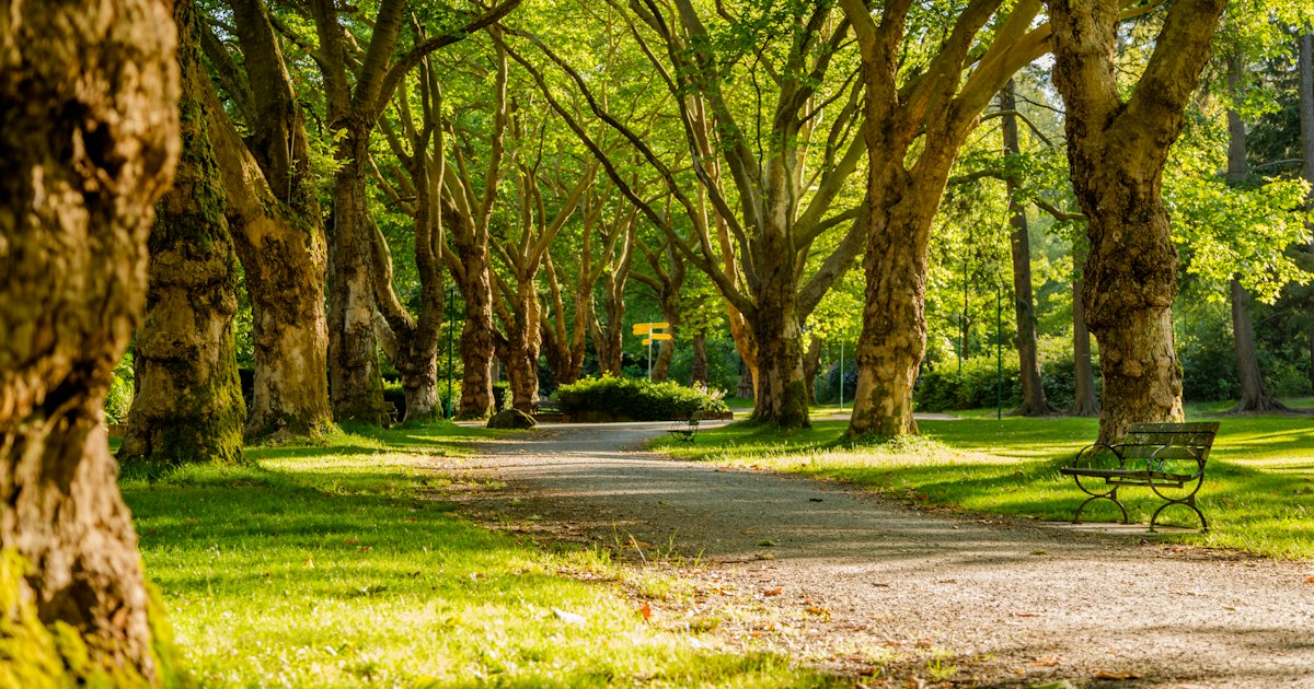 Bancas de concreto en un parque urbano con vegetación alrededor